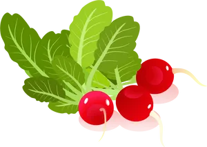 Fresh Red Radishes Illustration