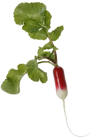 Fresh Red White Radishwith Leaves.png PNG image