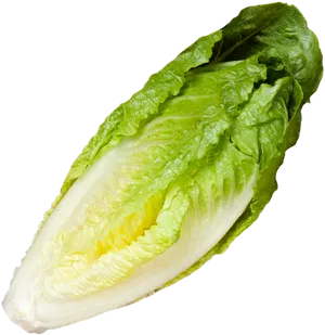 Fresh Romaine Lettuce Isolated PNG image