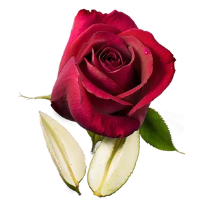 Fresh Rose Petals PNG 05252024 PNG