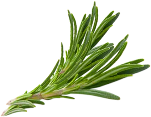 Fresh Rosemary Sprig.png PNG image