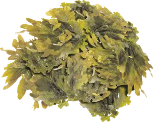 Fresh Seaweed Cluster.png PNG image