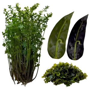 Fresh Seaweed PNG Dxg18