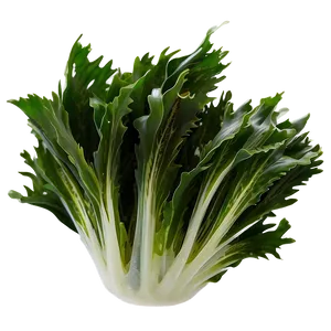 Fresh Seaweed PNG Fpg15