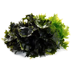 Fresh Seaweed PNG Vng51