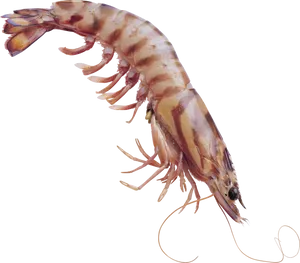 Fresh Shrimp Isolatedon Transparent Background PNG