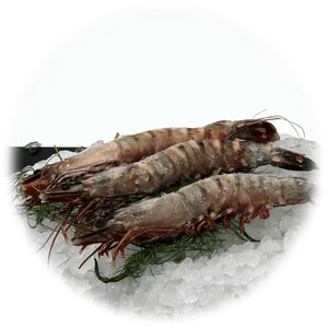Fresh Shrimpon Ice