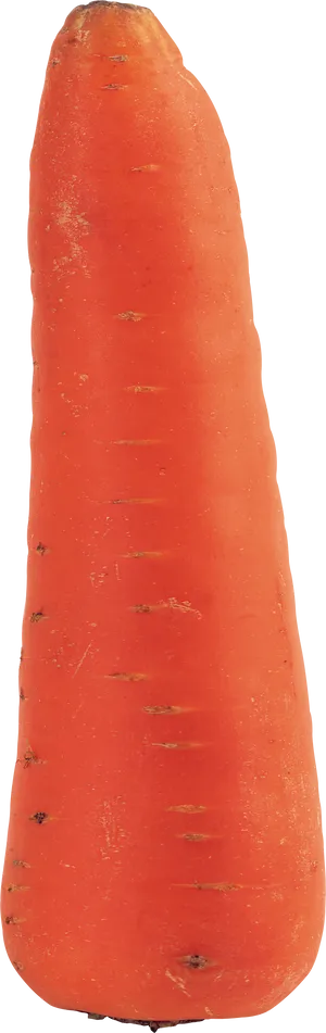 Fresh Single Carrot Isolated PNG image