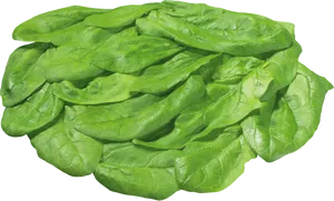 Fresh Spinach Leaves Isolated PNG image
