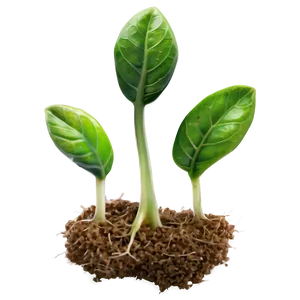 Fresh Sprout Png 06132024 PNG image