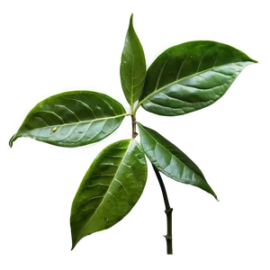 Fresh Tea Leaf Png 06262024 PNG image