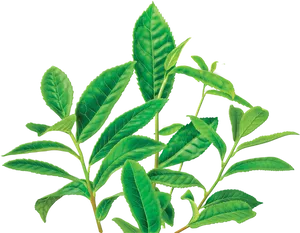 Fresh Tea Leaves Branch PNG
