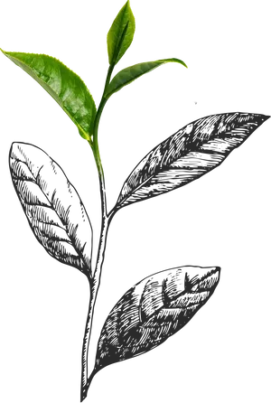 Fresh Tea Leaves Illustration PNG image