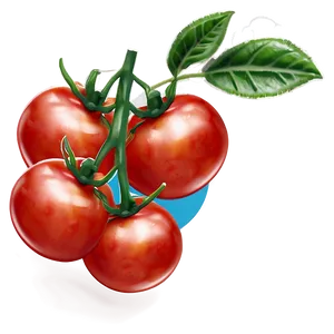 Fresh Tomato Plant Png 06212024 PNG image