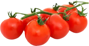 Fresh Tomatoeson Vine Black Background PNG image