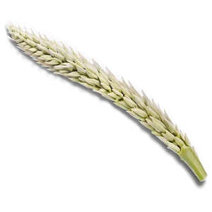 Fresh Trigo Ears Png 06122024 PNG image