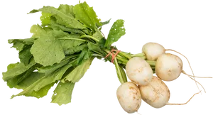 Fresh Turnips Bunch Green Leaves PNG image