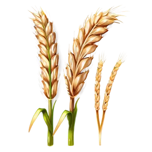 Fresh Wheat Ears Png 55 PNG image