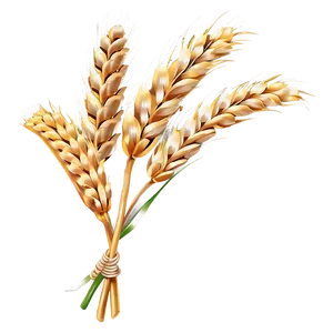 Fresh Wheat Ears Png Eoq PNG image