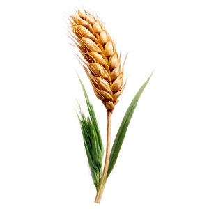 Fresh Wheat Ears Png Vjj PNG image