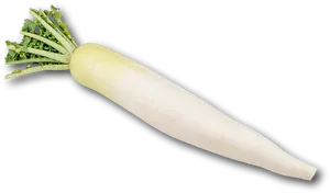 Fresh White Daikon Radish PNG