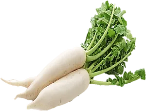 Fresh White Daikon Radishes PNG image