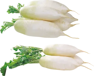 Fresh White Daikon Radishes PNG