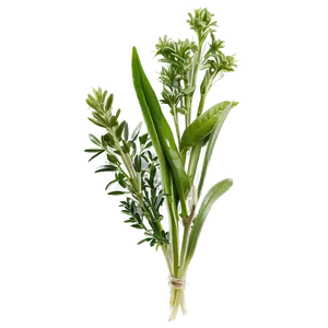 Freshly Cut Herb PNG 43