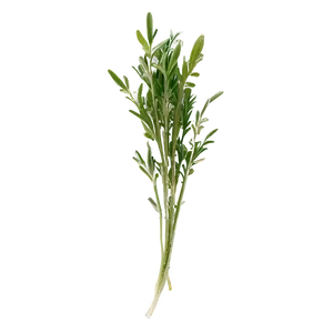 Freshly Cut Herb PNG Hjt65