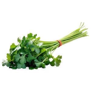 Freshly Picked Cilantro Png Dxv PNG image