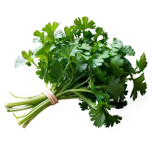 Freshly Picked Cilantro Png Qbu PNG image