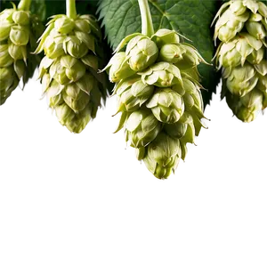 Freshly Picked Hops PNG Dvi