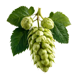 Freshly Picked Hops PNG Iwy3 PNG