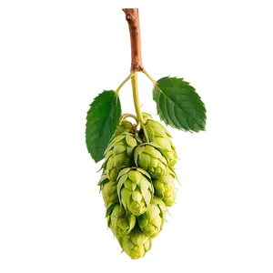 Freshly Picked Hops PNG Uwt99 PNG