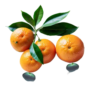 Freshly Picked Organic Oranges Png 40 PNG image