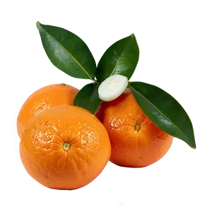 Freshly Picked Organic Oranges PNG Ess45 PNG