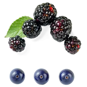 Freshly Washed Blackberry PNG 05232024