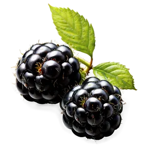 Freshly Washed Blackberry PNG 65