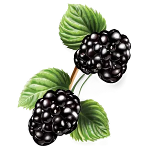Freshly Washed Blackberry PNG Frk