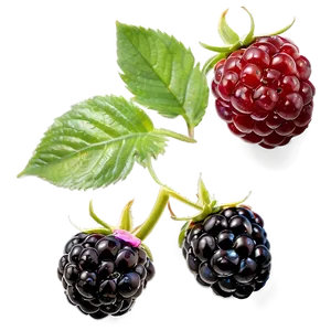 Freshly Washed Blackberry PNG Ooc8
