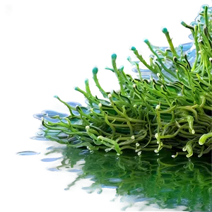 Freshwater Algae Image Png 06212024 PNG image