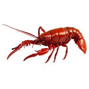 Freshwater Crawfish Close-up Png 23 PNG image