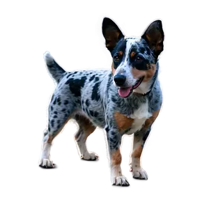 Friendly Blue Heeler PNG 97
