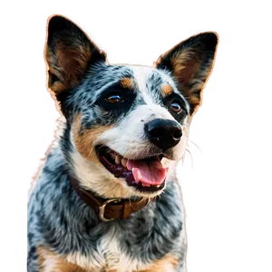 Friendly Blue Heeler PNG Rfu