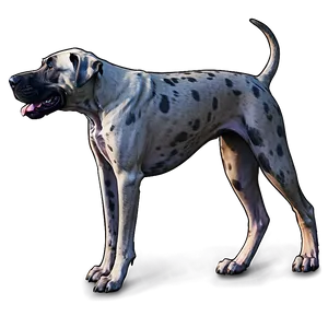 Friendly Great Dane PNG 06212024 PNG