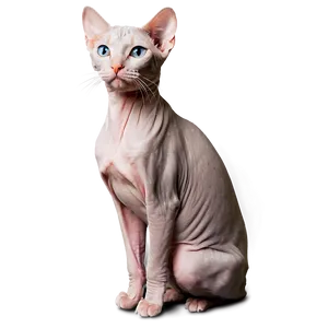 Friendly Hairless Cat PNG 06252024 PNG