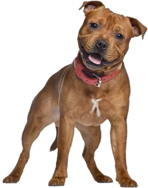 Friendly Pitbull Dog Standing PNG image