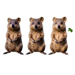 Friendly Quokka Wave Png Opk PNG image