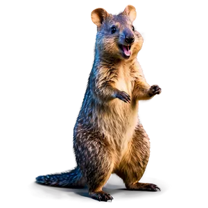 Friendly Quokka Wave PNG Ypt PNG