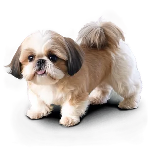 Friendly Shih Tzu Png 51 PNG image